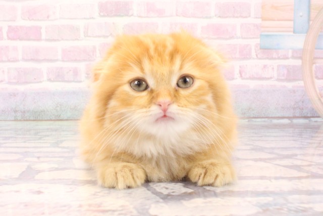 兵庫県のスコティッシュフォールド (Coo&RIKU神戸三宮店/2025年11月29日生まれ/男の子/レッドタビー)の子猫