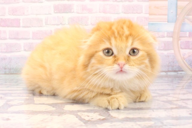 兵庫県のスコティッシュフォールド (Coo&RIKU神戸三宮店/2025年11月29日生まれ/男の子/レッドタビー)の子猫の2枚目の画像