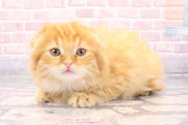 兵庫県のスコティッシュフォールド (Coo&RIKU神戸三宮店/2025年11月29日生まれ/男の子/レッドタビー)の子猫の3枚目の画像