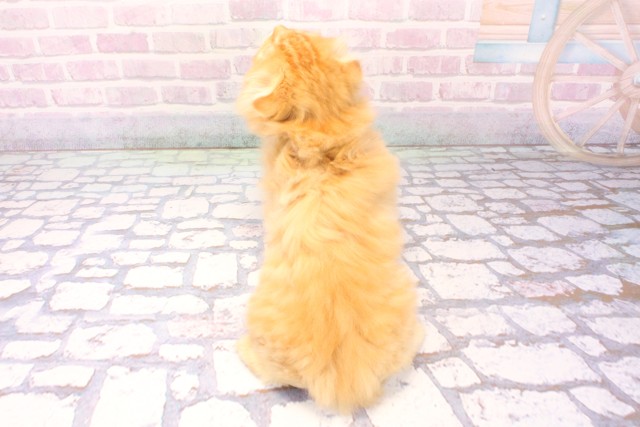 兵庫県のスコティッシュフォールド (Coo&RIKU神戸三宮店/2025年11月29日生まれ/男の子/レッドタビー)の子猫の4枚目の画像