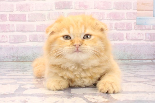 大阪府のスコティッシュフォールド (Coo&RIKU心斎橋店/2025年11月29日生まれ/女の子/レッドマッカレルタビー)の子猫の1枚目の画像