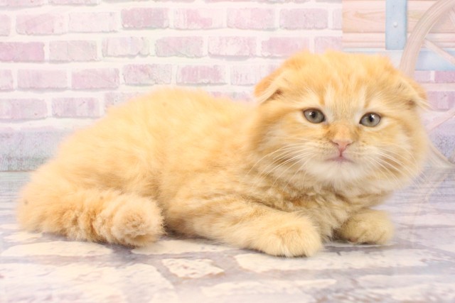 大阪府のスコティッシュフォールド (Coo&RIKU心斎橋店/2025年11月29日生まれ/女の子/レッドマッカレルタビー)の子猫の2枚目の画像