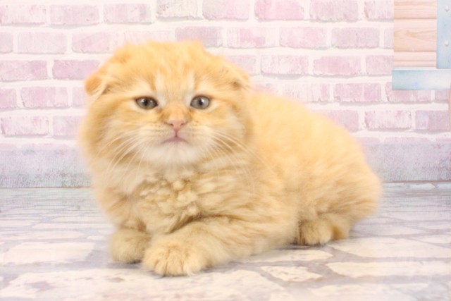 大阪府のスコティッシュフォールド (Coo&RIKU心斎橋店/2025年11月29日生まれ/女の子/レッドマッカレルタビー)の子猫の3枚目の画像