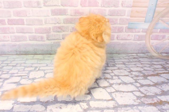 大阪府のスコティッシュフォールド (Coo&RIKU心斎橋店/2025年11月29日生まれ/女の子/レッドマッカレルタビー)の子猫の4枚目の画像