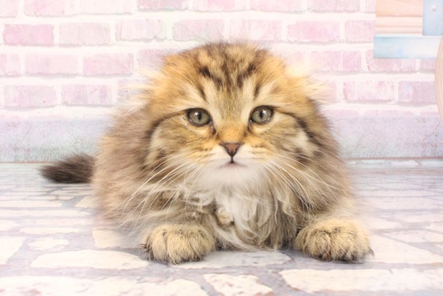 京都府のスコティッシュフォールド (Coo&RIKU京都河原町店/2025年11月24日生まれ/男の子/ブラウンタビー)の子猫の1枚目の画像