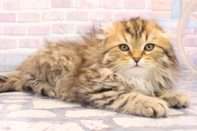 京都府のスコティッシュフォールド (Coo&RIKU京都河原町店/2025年11月24日生まれ/男の子/ブラウンタビー)の子猫の2枚目の画像