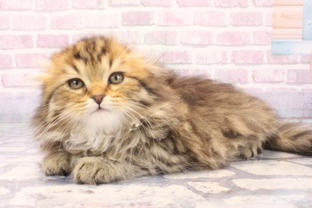 京都府のスコティッシュフォールド (Coo&RIKU京都河原町店/2025年11月24日生まれ/男の子/ブラウンタビー)の子猫の3枚目の画像