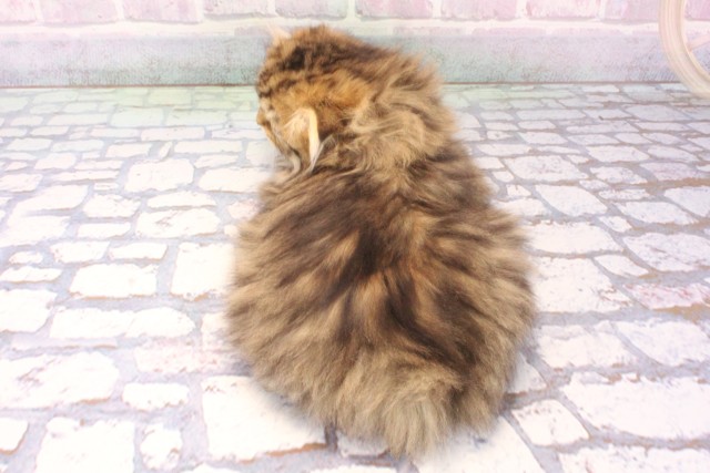 京都府のスコティッシュフォールド (Coo&RIKU京都河原町店/2025年11月24日生まれ/男の子/ブラウンタビー)の子猫の4枚目の画像