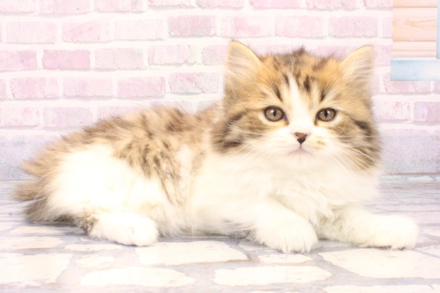 大阪府のスコティッシュストレート (Coo&RIKU茶屋町店/2025年11月24日生まれ/女の子/ブラウンタビーホワイト)の子猫の2枚目の画像