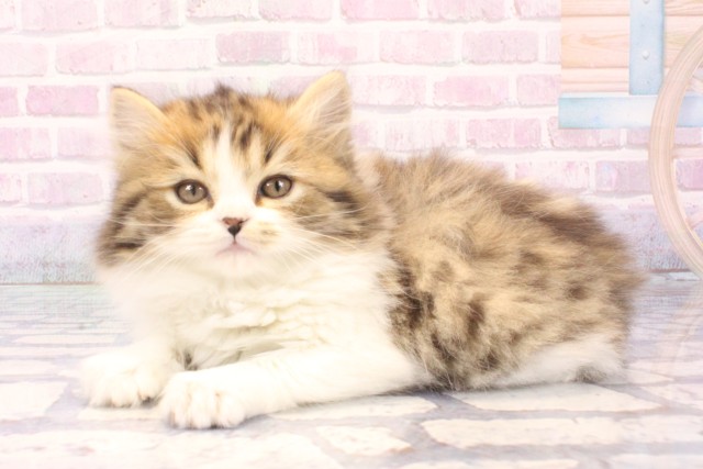 大阪府のスコティッシュストレート (Coo&RIKU茶屋町店/2025年11月24日生まれ/女の子/ブラウンタビーホワイト)の子猫の3枚目の画像