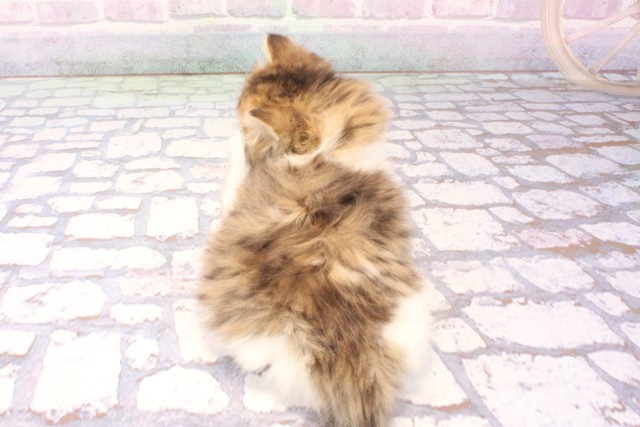 大阪府のスコティッシュストレート (Coo&RIKU茶屋町店/2025年11月24日生まれ/女の子/ブラウンタビーホワイト)の子猫の4枚目の画像