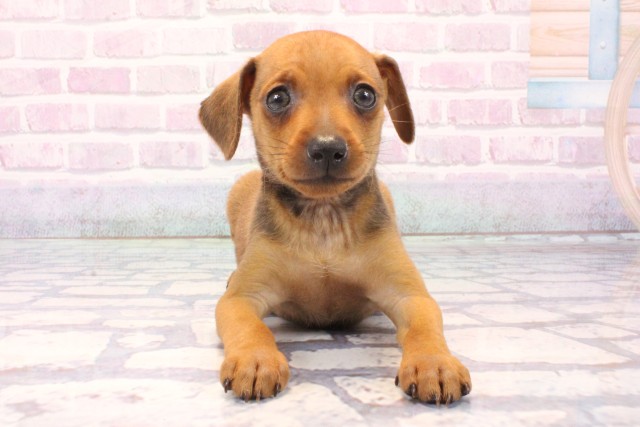 兵庫県のミニチュアピンシャー (Coo&RIKU三木店/2025年11月23日生まれ/男の子/レッド)の子犬の1枚目の画像