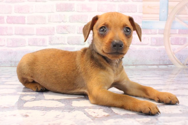 兵庫県のミニチュアピンシャー (Coo&RIKU三木店/2025年11月23日生まれ/男の子/レッド)の子犬の2枚目の画像