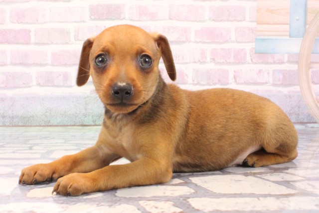 兵庫県のミニチュアピンシャー (Coo&RIKU三木店/2025年11月23日生まれ/男の子/レッド)の子犬の3枚目の画像