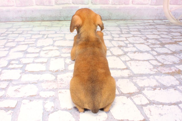 兵庫県のミニチュアピンシャー (Coo&RIKU三木店/2025年11月23日生まれ/男の子/レッド)の子犬の4枚目の画像