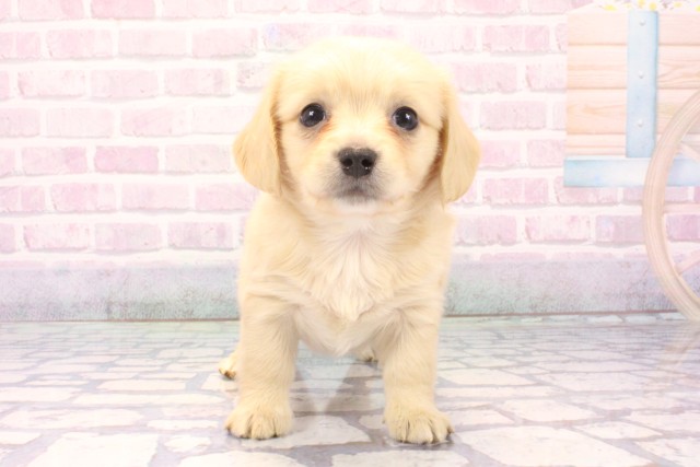 京都府のチワックス(チワワ×ダックス) (Coo&RIKU京都店/2025年11月30日生まれ/男の子/クリーム)の子犬の1枚目の画像