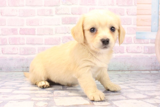 京都府のチワックス(チワワ×ダックス) (Coo&RIKU京都店/2025年11月30日生まれ/男の子/クリーム)の子犬の2枚目の画像