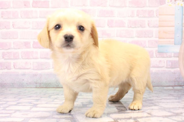 京都府のチワックス(チワワ×ダックス) (Coo&RIKU京都店/2025年11月30日生まれ/男の子/クリーム)の子犬の3枚目の画像