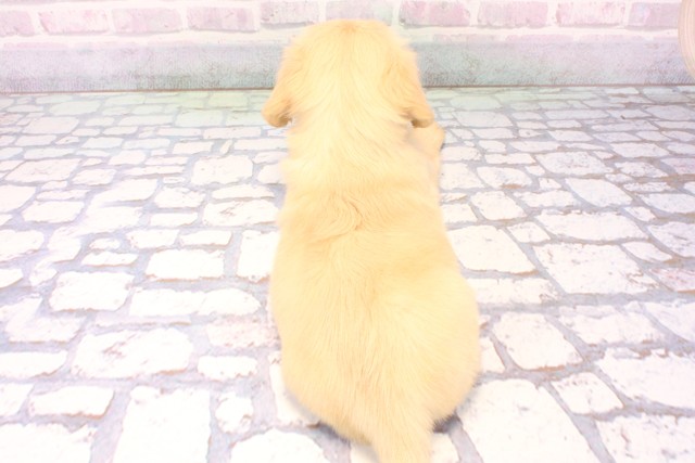 京都府のチワックス(チワワ×ダックス) (Coo&RIKU京都店/2025年11月30日生まれ/男の子/クリーム)の子犬の4枚目の画像