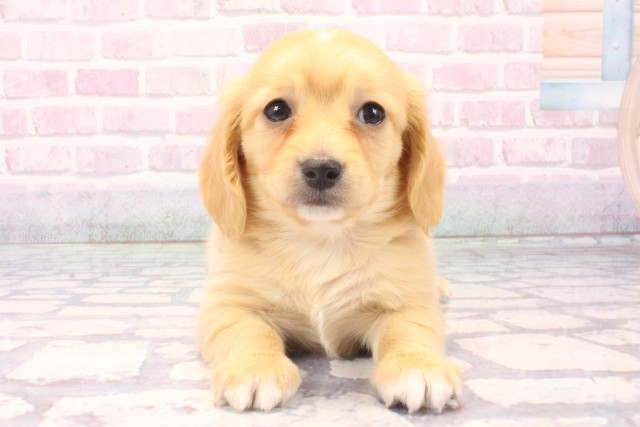 奈良県のチワックス(チワワ×ダックス) (Coo&RIKU奈良富雄南店/2025年11月30日生まれ/男の子/クリーム)の子犬の1枚目の画像