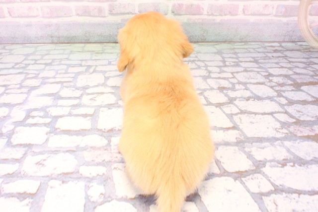 奈良県のチワックス(チワワ×ダックス) (Coo&RIKU奈良富雄南店/2025年11月30日生まれ/男の子/クリーム)の子犬の4枚目の画像