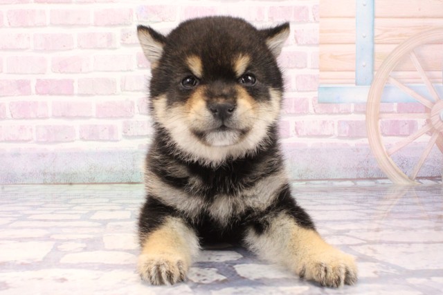 大阪府の豆柴 (Coo&RIKU心斎橋店/2025年11月28日生まれ/男の子/黒)の子犬の1枚目の画像