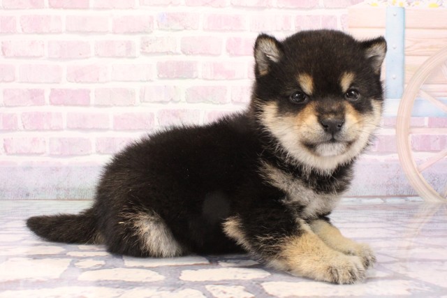 大阪府の豆柴 (Coo&RIKU心斎橋店/2025年11月28日生まれ/男の子/黒)の子犬の2枚目の画像