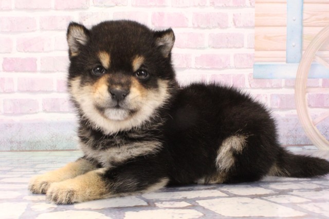 大阪府の豆柴 (Coo&RIKU心斎橋店/2025年11月28日生まれ/男の子/黒)の子犬の3枚目の画像