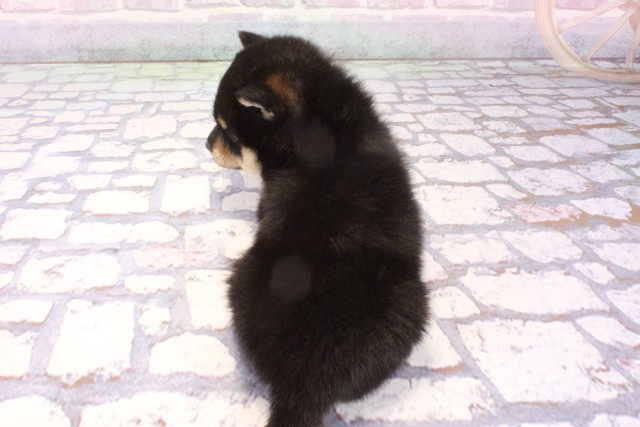 大阪府の豆柴 (Coo&RIKU心斎橋店/2025年11月28日生まれ/男の子/黒)の子犬の4枚目の画像