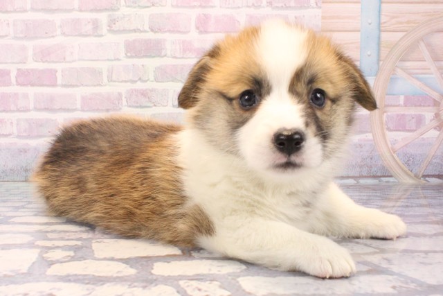 大阪府のウェルシュコーギーペンブローク (Coo&RIKU天王寺店/2025年11月28日生まれ/女の子/レッドホワイト)の子犬の2枚目の画像