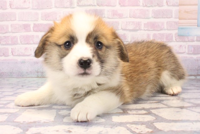 大阪府のウェルシュコーギーペンブローク (Coo&RIKU天王寺店/2025年11月28日生まれ/女の子/レッドホワイト)の子犬の3枚目の画像