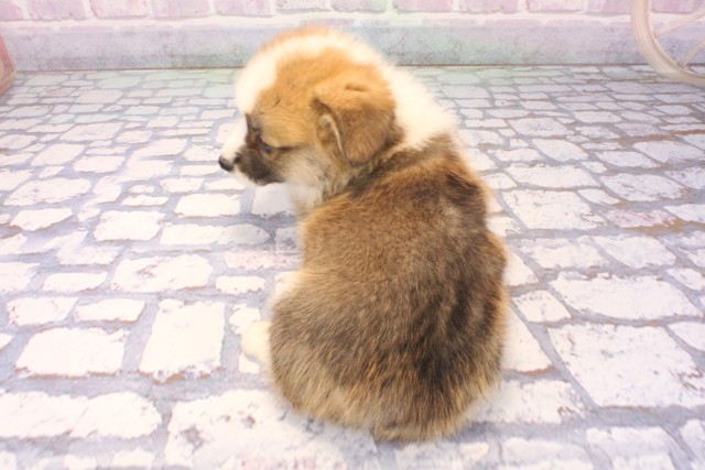 大阪府のウェルシュコーギーペンブローク (Coo&RIKU天王寺店/2025年11月28日生まれ/女の子/レッドホワイト)の子犬の4枚目の画像