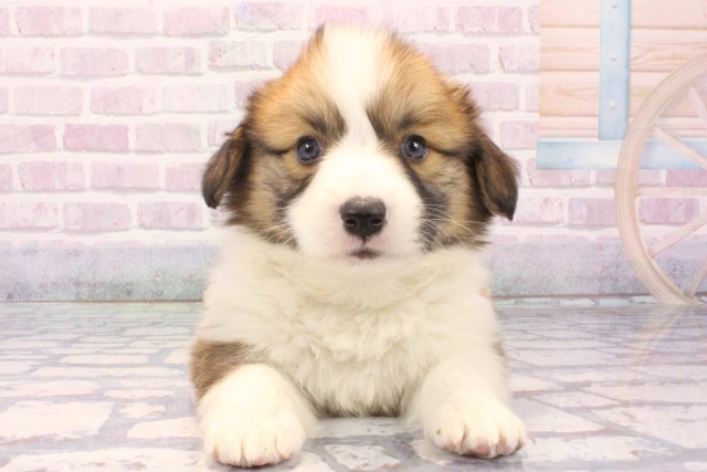 兵庫県のウェルシュコーギーペンブローク (Coo&RIKU尼崎店/2025年11月28日生まれ/男の子/レッドホワイト)の子犬の1枚目の画像