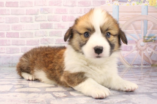 兵庫県のウェルシュコーギーペンブローク (Coo&RIKU尼崎店/2025年11月28日生まれ/男の子/レッドホワイト)の子犬の2枚目の画像