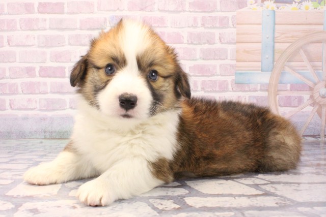 兵庫県のウェルシュコーギーペンブローク (Coo&RIKU尼崎店/2025年11月28日生まれ/男の子/レッドホワイト)の子犬の3枚目の画像