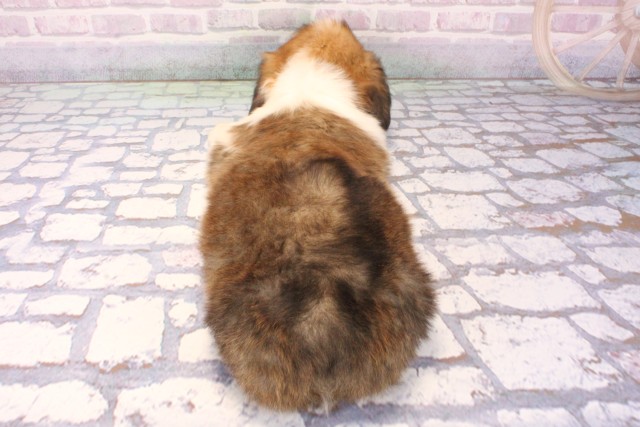 兵庫県のウェルシュコーギーペンブローク (Coo&RIKU尼崎店/2025年11月28日生まれ/男の子/レッドホワイト)の子犬の4枚目の画像