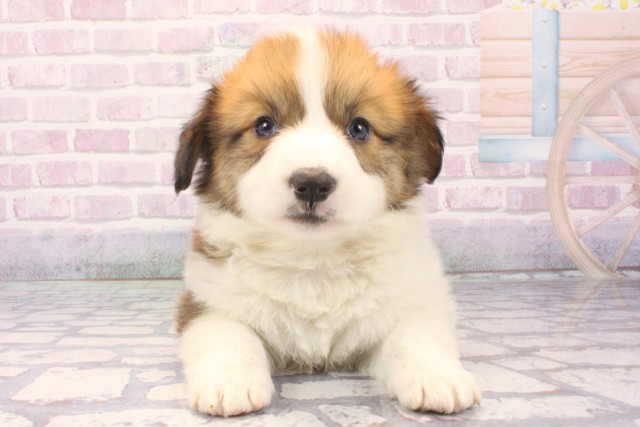 大阪府のウェルシュコーギーペンブローク (Coo&RIKU梅田店/2025年11月28日生まれ/男の子/レッドホワイト)の子犬の1枚目の画像