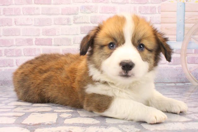 大阪府のウェルシュコーギーペンブローク (Coo&RIKU梅田店/2025年11月28日生まれ/男の子/レッドホワイト)の子犬の2枚目の画像