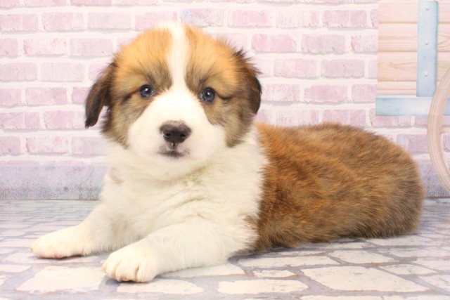 大阪府のウェルシュコーギーペンブローク (Coo&RIKU梅田店/2025年11月28日生まれ/男の子/レッドホワイト)の子犬の3枚目の画像