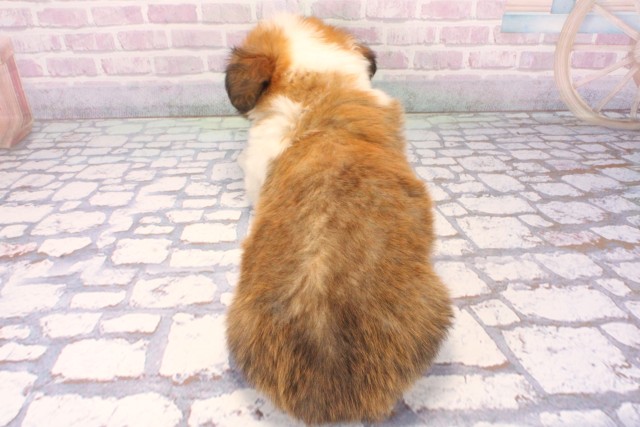 大阪府のウェルシュコーギーペンブローク (Coo&RIKU梅田店/2025年11月28日生まれ/男の子/レッドホワイト)の子犬の4枚目の画像