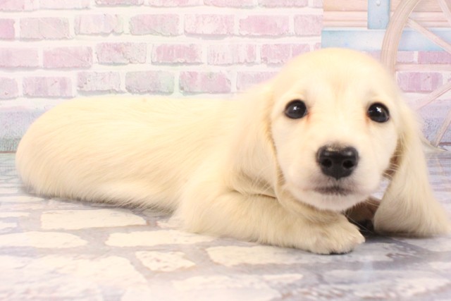 滋賀県のミニチュアダックスフンド(ロング) (Coo&RIKUアヤハディオ水口店/2025年11月29日生まれ/男の子/イエロー)の子犬の2枚目の画像