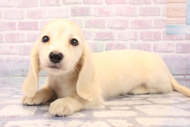 滋賀県のミニチュアダックスフンド(ロング) (Coo&RIKUアヤハディオ水口店/2025年11月29日生まれ/男の子/イエロー)の子犬の3枚目の画像