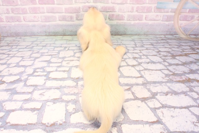 滋賀県のミニチュアダックスフンド(ロング) (Coo&RIKUアヤハディオ水口店/2025年11月29日生まれ/男の子/イエロー)の子犬の4枚目の画像