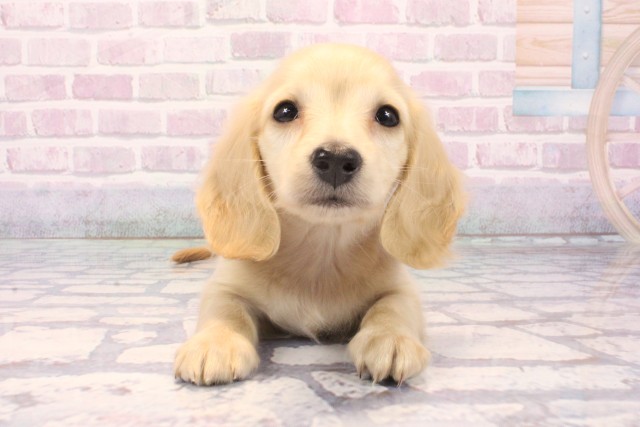 兵庫県のミニチュアダックスフンド(ロング) (Coo&RIKU神戸垂水店/2025年11月29日生まれ/男の子/イエロー)の子犬の1枚目の画像