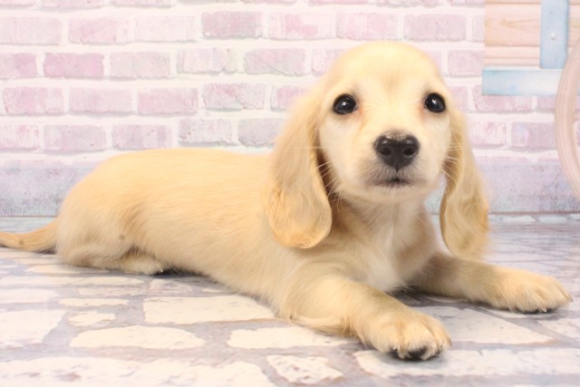 兵庫県のミニチュアダックスフンド(ロング) (Coo&RIKU神戸垂水店/2025年11月29日生まれ/男の子/イエロー)の子犬の2枚目の画像