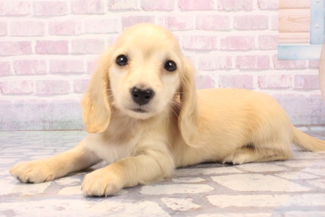 兵庫県のミニチュアダックスフンド(ロング) (Coo&RIKU神戸垂水店/2025年11月29日生まれ/男の子/イエロー)の子犬の3枚目の画像