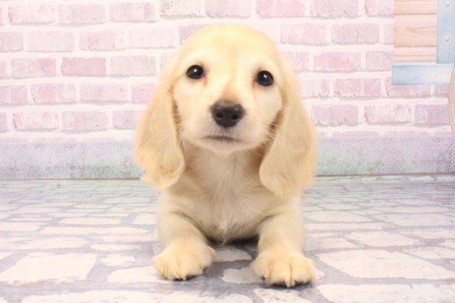 奈良県のミニチュアダックスフンド(ロング) (Coo&RIKU奈良富雄南店/2025年11月29日生まれ/男の子/イエロー)の子犬の1枚目の画像