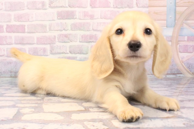 奈良県のミニチュアダックスフンド(ロング) (Coo&RIKU奈良富雄南店/2025年11月29日生まれ/男の子/イエロー)の子犬の2枚目の画像