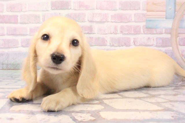 奈良県のミニチュアダックスフンド(ロング) (Coo&RIKU奈良富雄南店/2025年11月29日生まれ/男の子/イエロー)の子犬の3枚目の画像