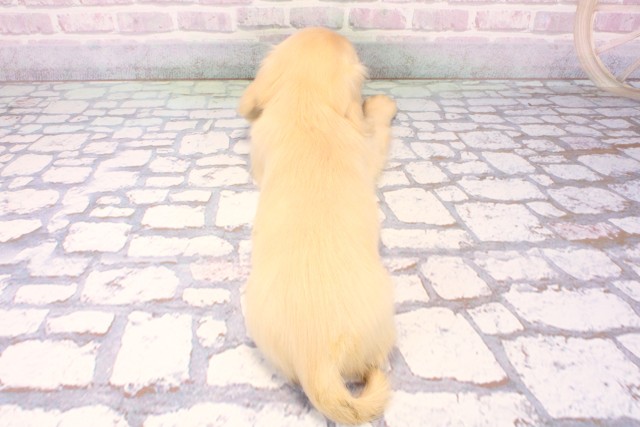 奈良県のミニチュアダックスフンド(ロング) (Coo&RIKU奈良富雄南店/2025年11月29日生まれ/男の子/イエロー)の子犬の4枚目の画像